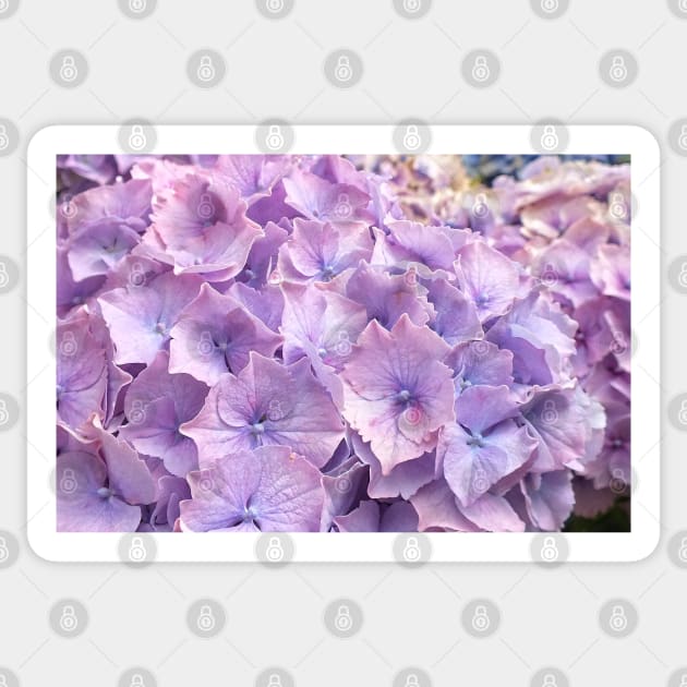 Hydrangea Petals Sticker by Ludwig Wagner